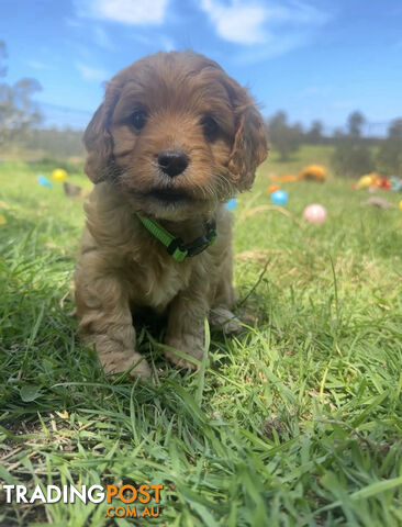 6 miniature cavoodle puppies available 24/12/24