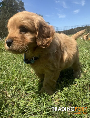 6 miniature cavoodle puppies available 24/12/24