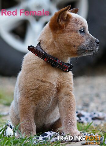 Australian Cattle Dog Puppies (RedXBlue Pure Bred)