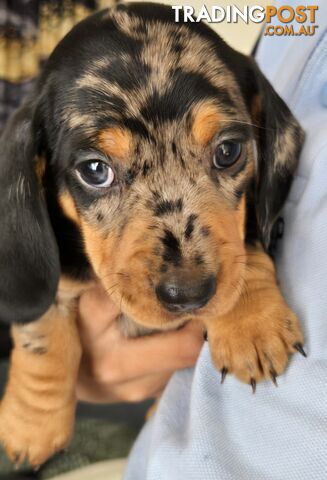 Miniature dachshund puppies