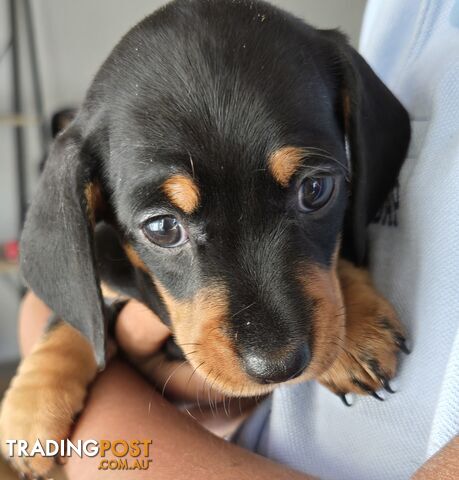 Miniature dachshund puppies