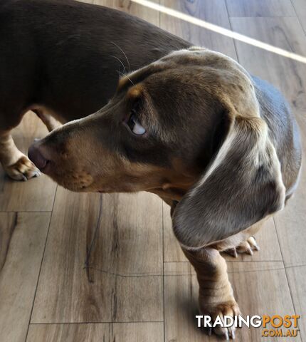 Miniature dachshund puppies