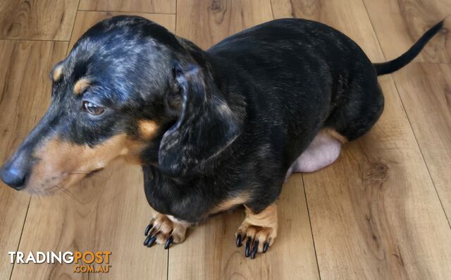 Miniature dachshund puppies