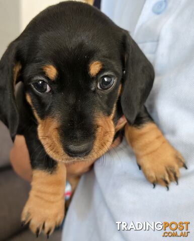 Miniature dachshund puppies