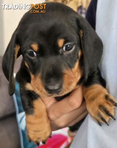 Miniature dachshund puppies