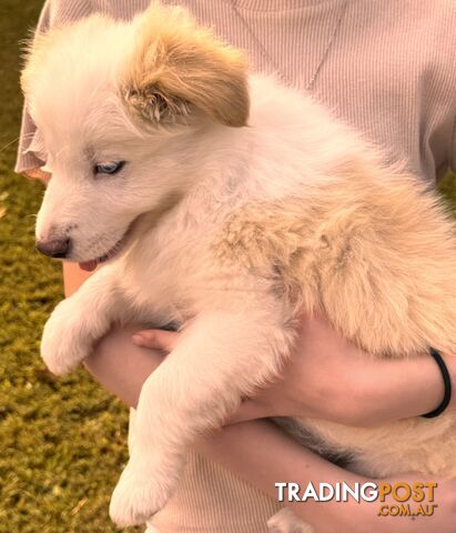 Pedigree Border Collie Puppies (with papers)