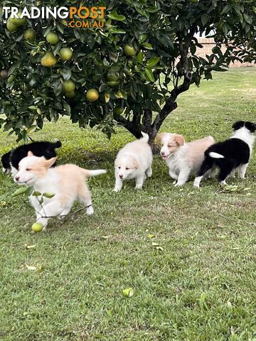 Pedigree Border Collie Puppies (with papers)