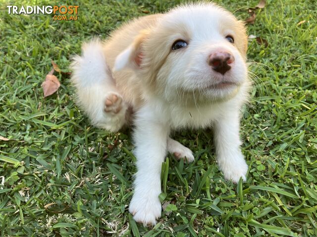 Pedigree Border Collie Puppies (with papers)