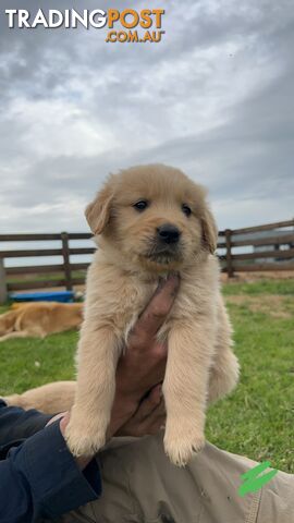 Golden retriever puppies