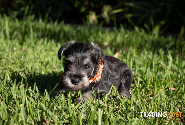 Purebred Miniature Schnauzer Puppies