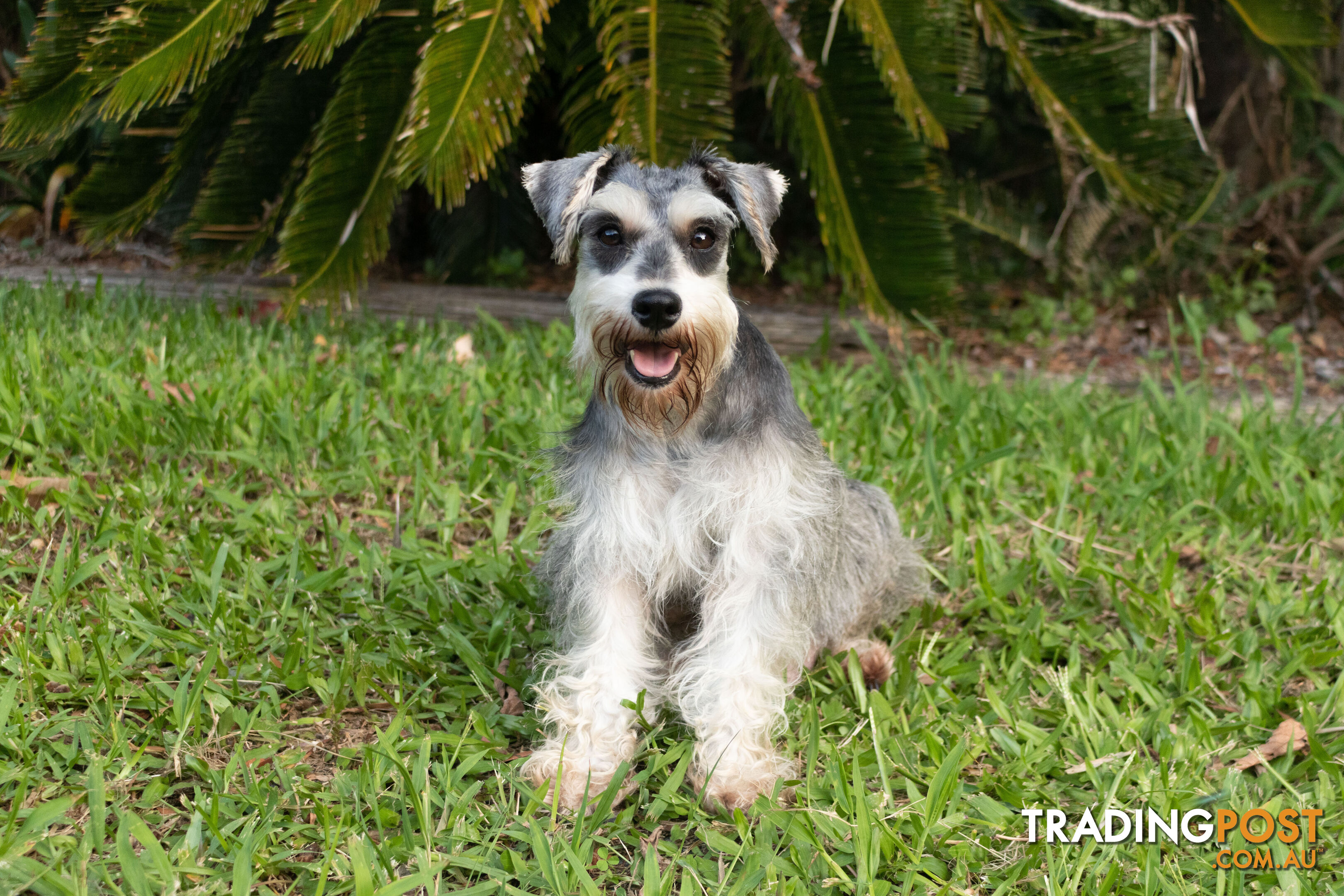 Purebred Miniature Schnauzer Puppies