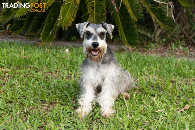 Purebred Miniature Schnauzer Puppies