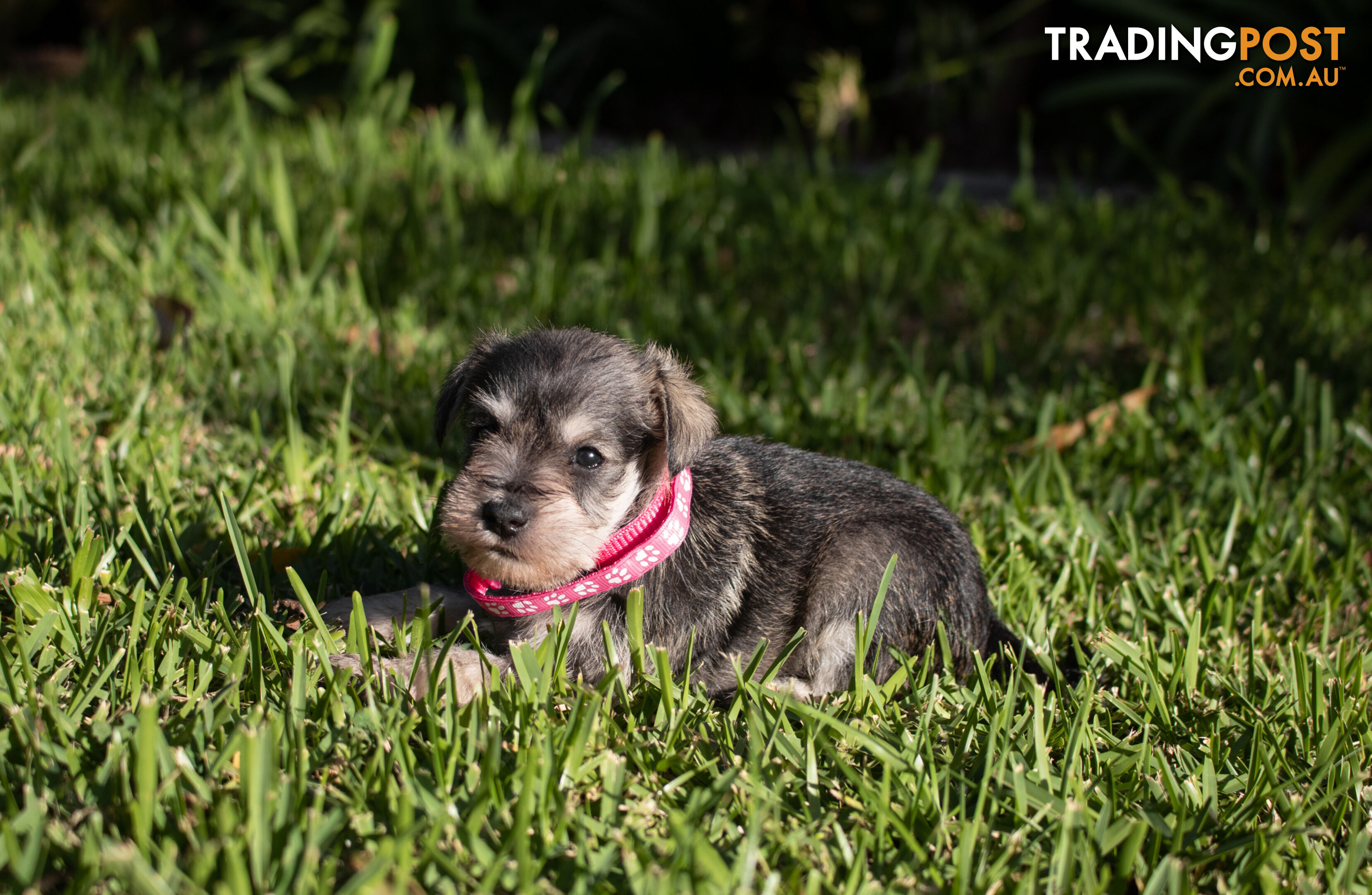 Purebred Miniature Schnauzer Puppies