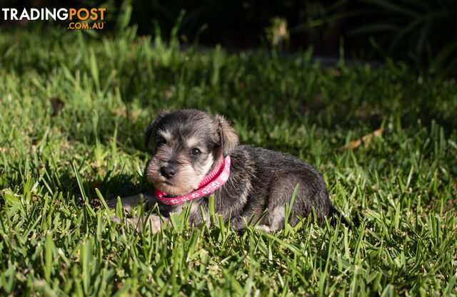 Purebred Miniature Schnauzer Puppies