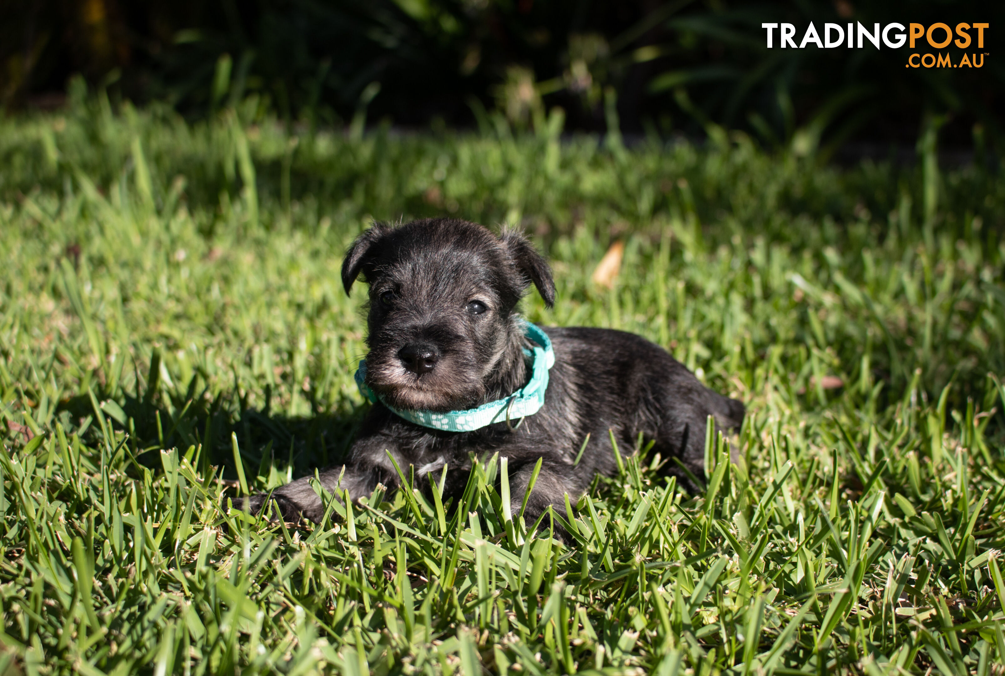 Purebred Miniature Schnauzer Puppies