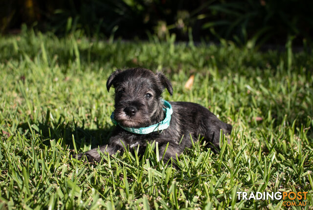 Purebred Miniature Schnauzer Puppies