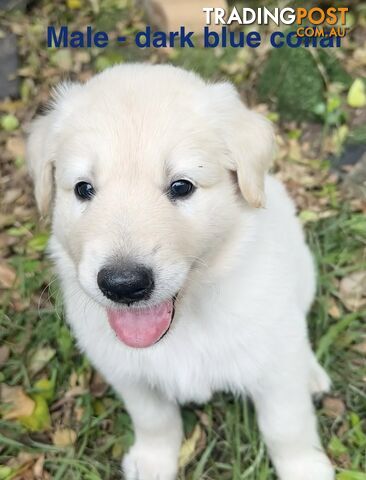 Shepherd x BorderDoodle Puppies for sale