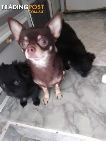 CHIHUAHUA PUREBRED PUPPIES