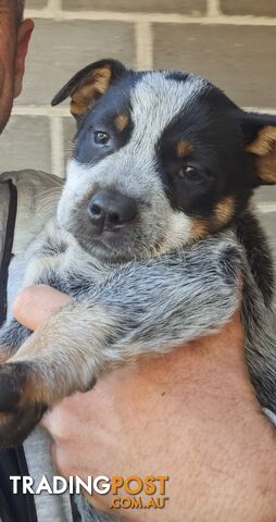 Smithfield(stumpy tail blue cattle dog x blue heeler pups x ten