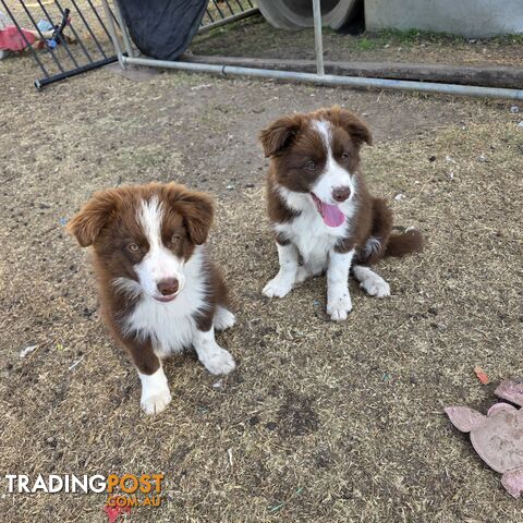 Purebred Border Collie Puppies. READY TO GO
