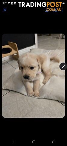 15 Labrador Retriever Puppies in Australia