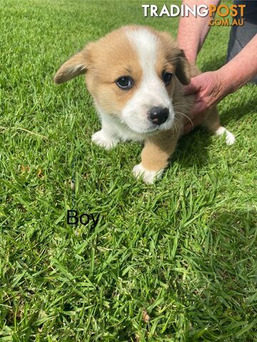 Pembroke Welsh Corgi