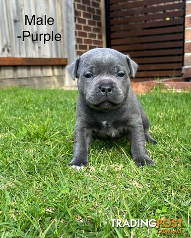 5 Blue English Staffordshire for Sale