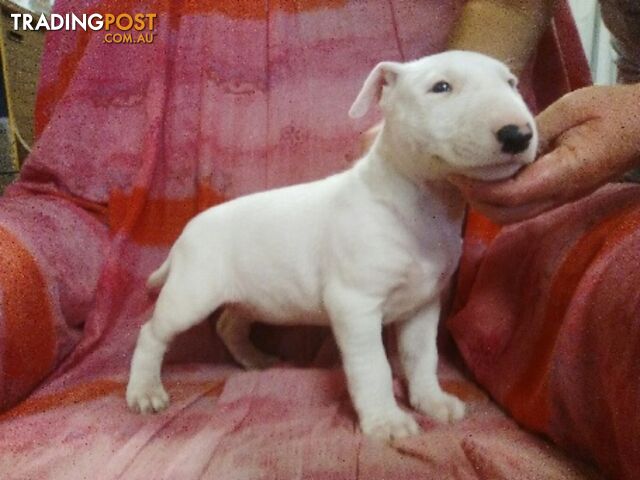 Purbreed roman nose bullterrier puppies