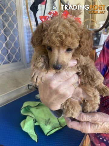 Poodle puppies