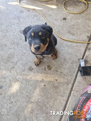 Rottweiler