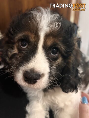 Cavoodle puppies store for sale illawarra