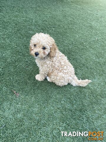 Male Puppy Purebred Toy Poodle for sale