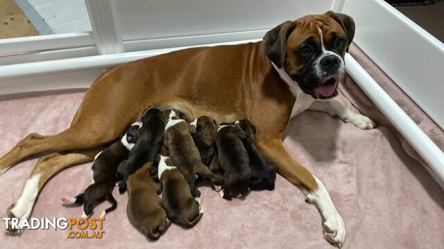 Boxer Puppies for Sale