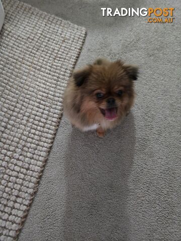 Beautiful 8 month old Pomeranian x Japanese Chin Chin