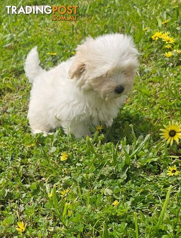 Maltese Shih Tzu