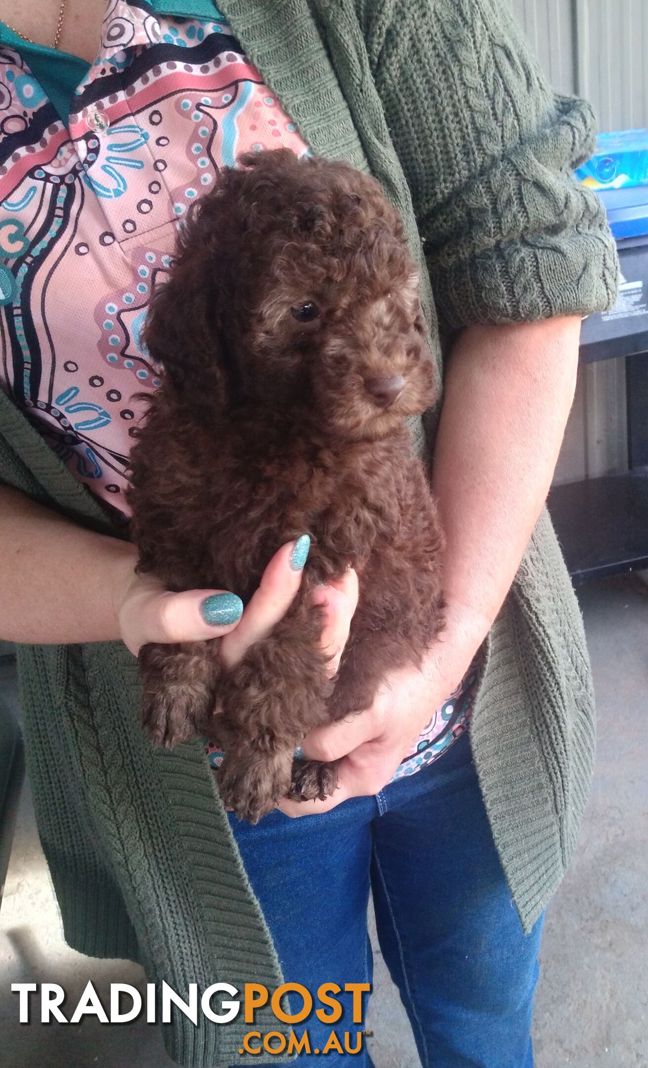 Toy / Small Poodle Puppies