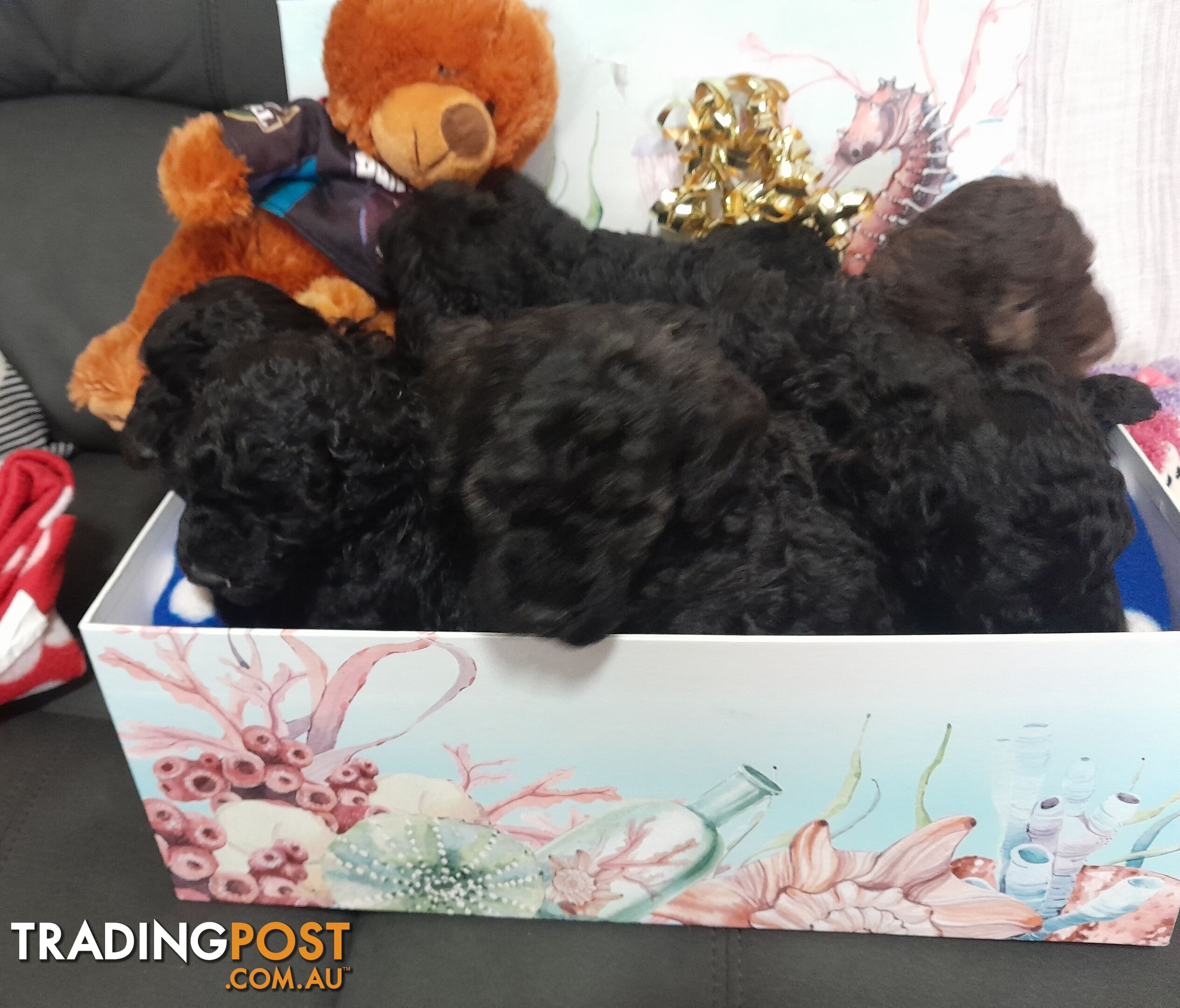 Toy / Small Poodle Puppies