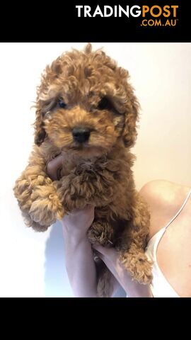 Beautiful Ruby Red Cavoodle Puppies