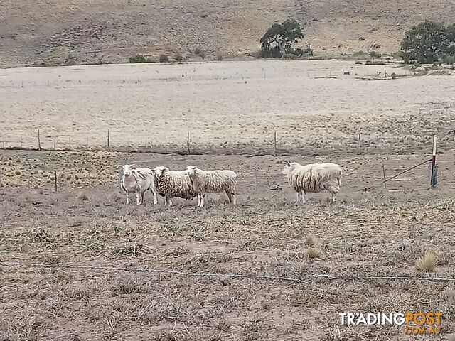 4 Dorper Ewes available