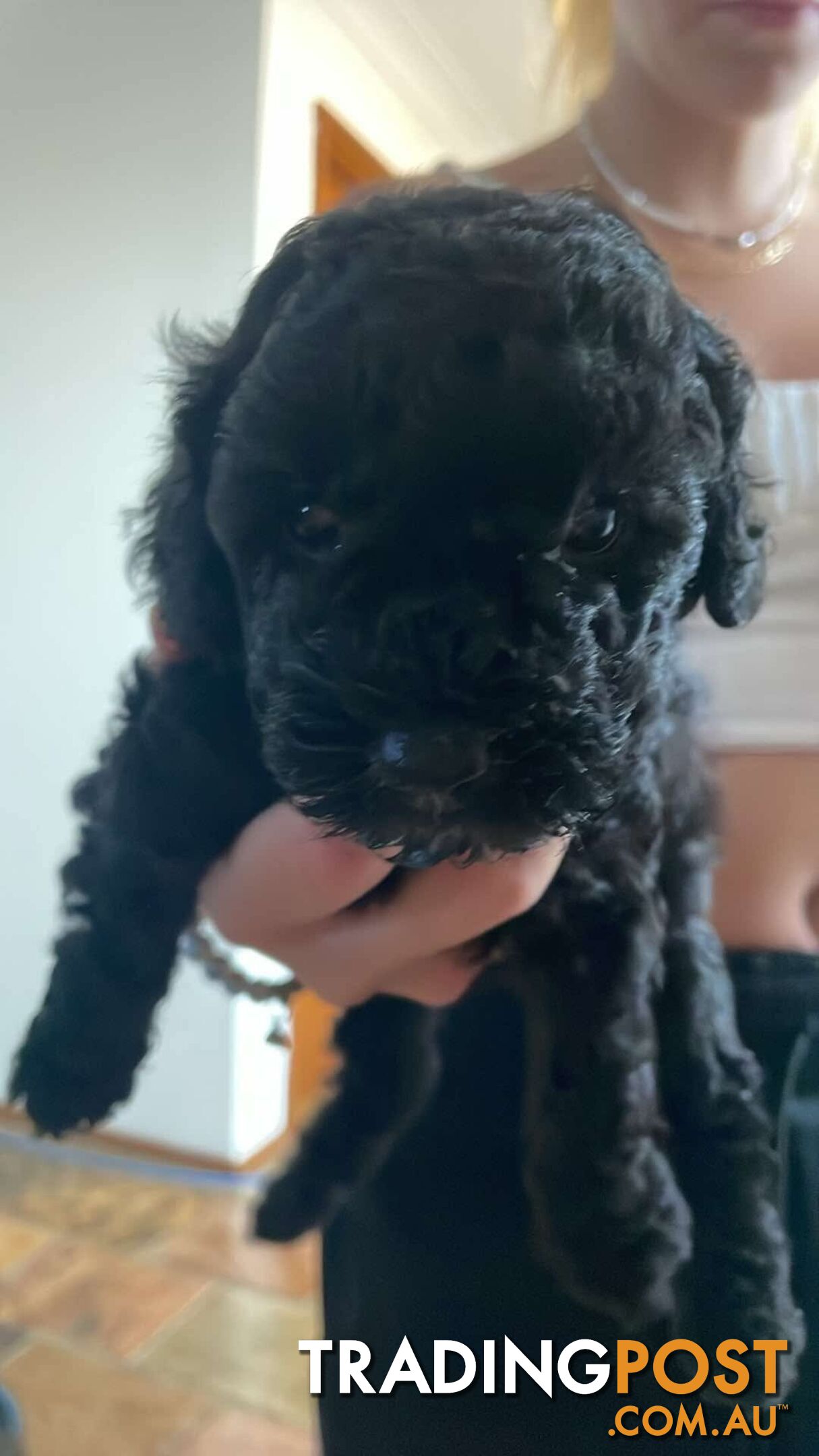 Pure bred toy poodle pups