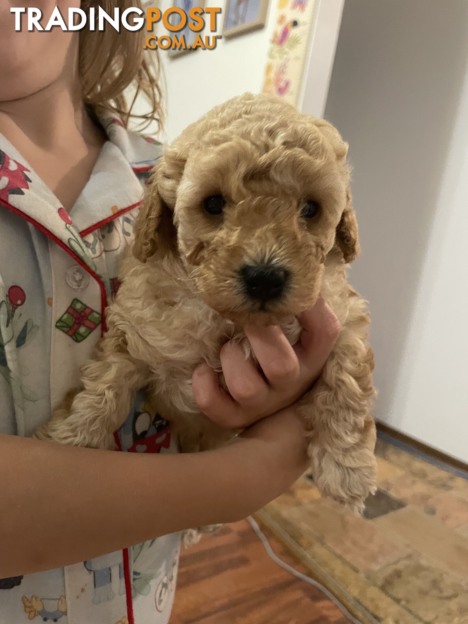 Pure bred toy poodle pups