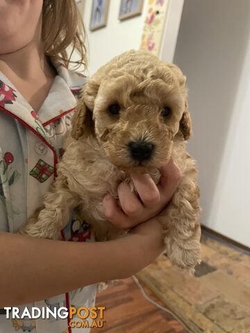 Pure bred toy poodle pups