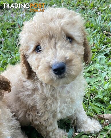 Cavoodle puppies READY NOW