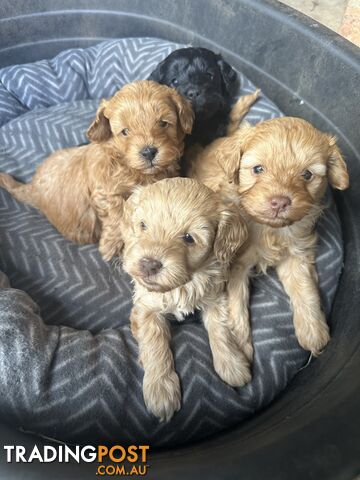 Toy poodle 2 girls available