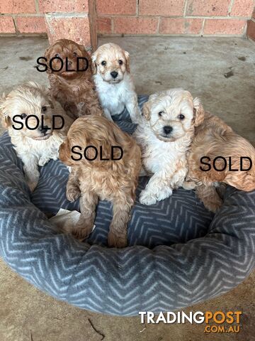 Toy Poodle Puppies for Sale