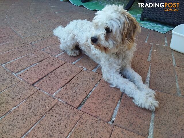 Cavoodle (16 mth old dog)