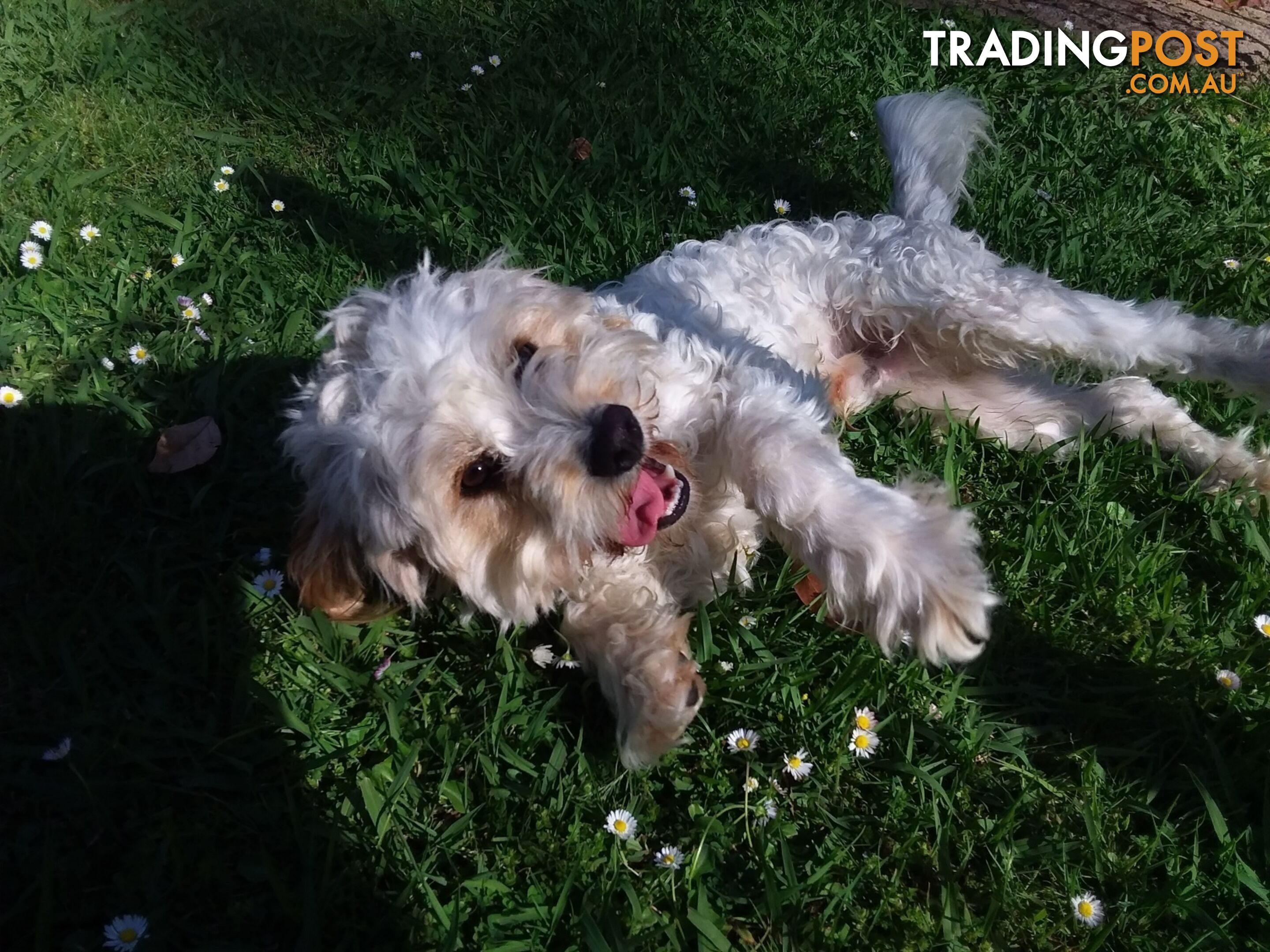 Cavoodle (16 mth old dog)