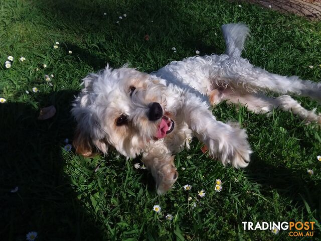 Cavoodle (16 mth old dog)