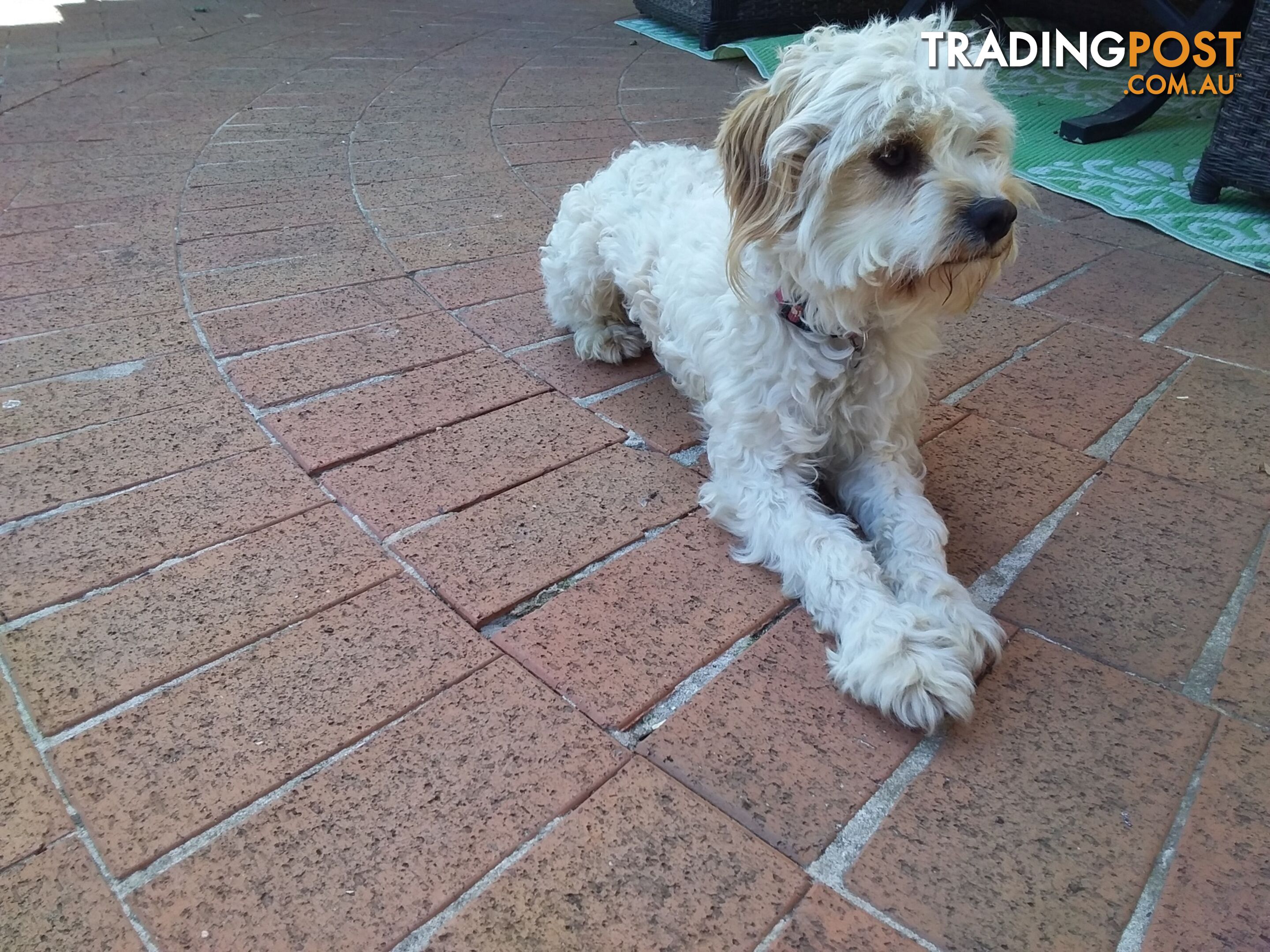 Cavoodle (16 mth old dog)