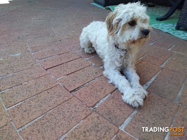 Cavoodle (16 mth old dog)